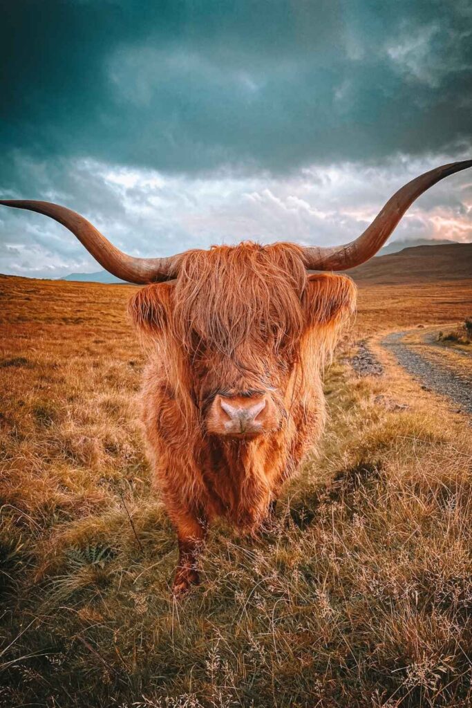 This photo features a close-up of a Highland cow standing in a grassy field, its long, shaggy fur and impressive curved horns highlighted against the dramatic skies of the Scottish Highlands.