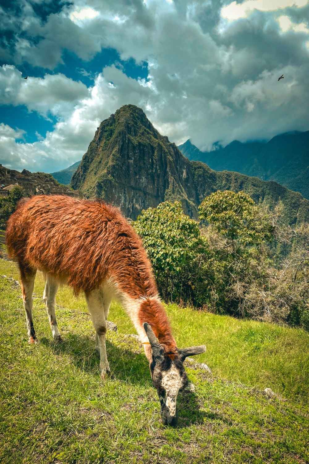 This image captures a llama grazing on lush green grass at Machu Picchu, Peru, with the iconic Huayna Picchu mountain rising prominently in the background. 