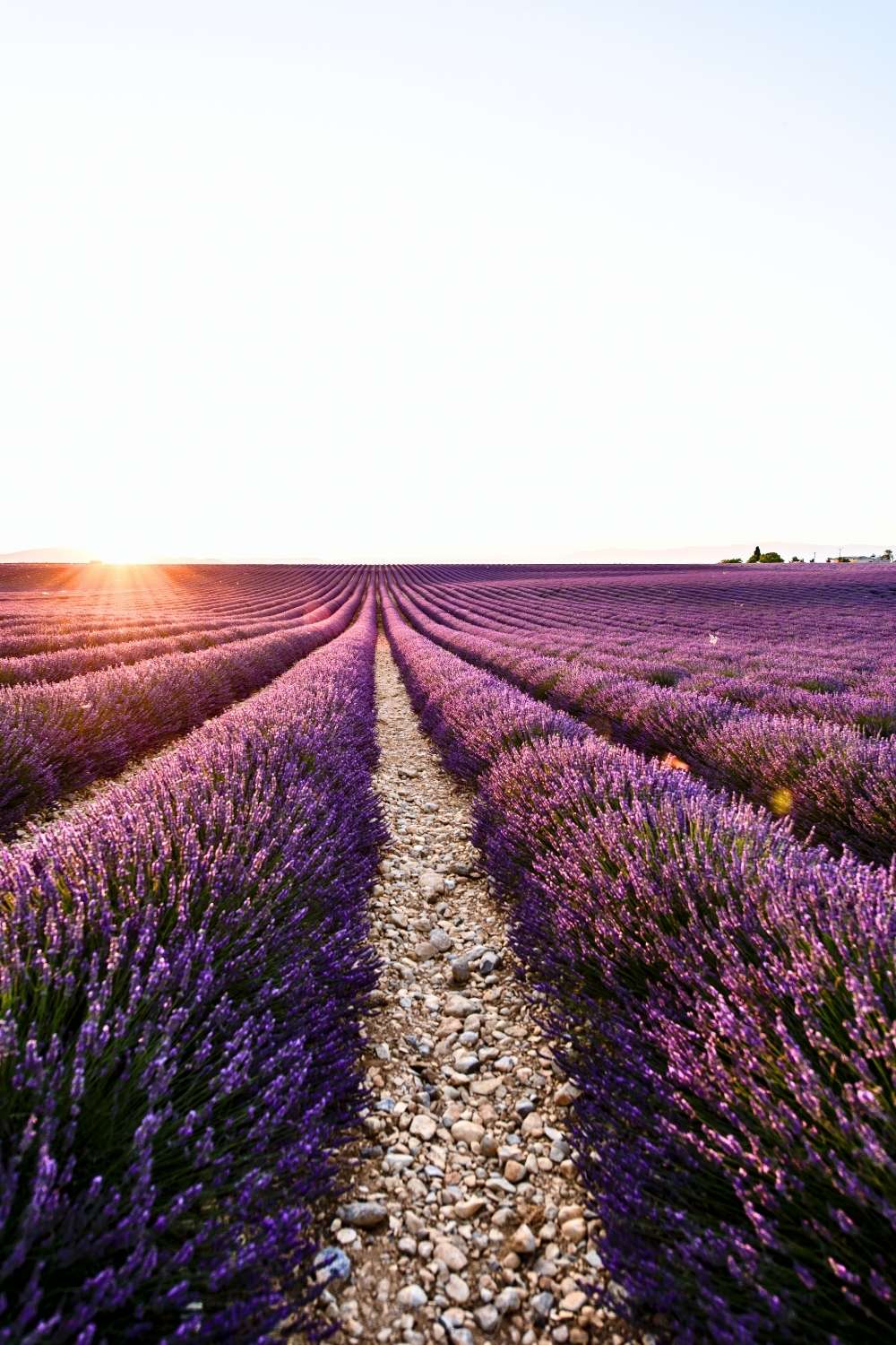 This image captures a breathtaking lavender field in Provence, France, with rows of vibrant purple blooms stretching into the horizon. The setting sun casts a warm glow over the scene, enhancing the tranquil and picturesque atmosphere of this iconic landscape.