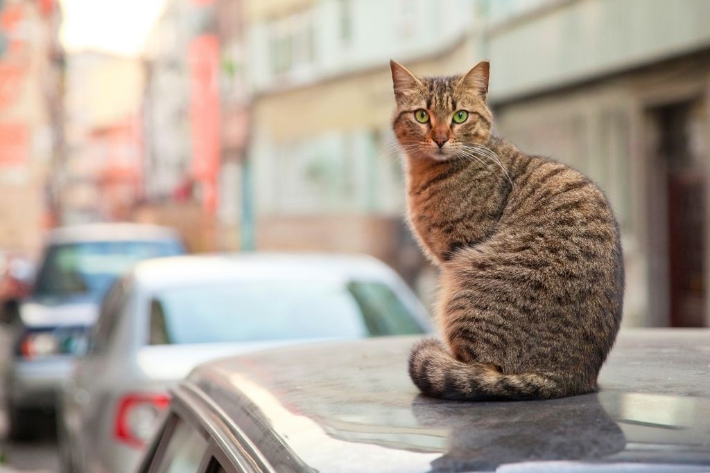 This is an image of a tabby cat sitting on the roof of a car in an urban street setting, taken in Istanbul, given the architecture and atmosphere. The blurred background features cars and buildings, giving the image a lively, city vibe.