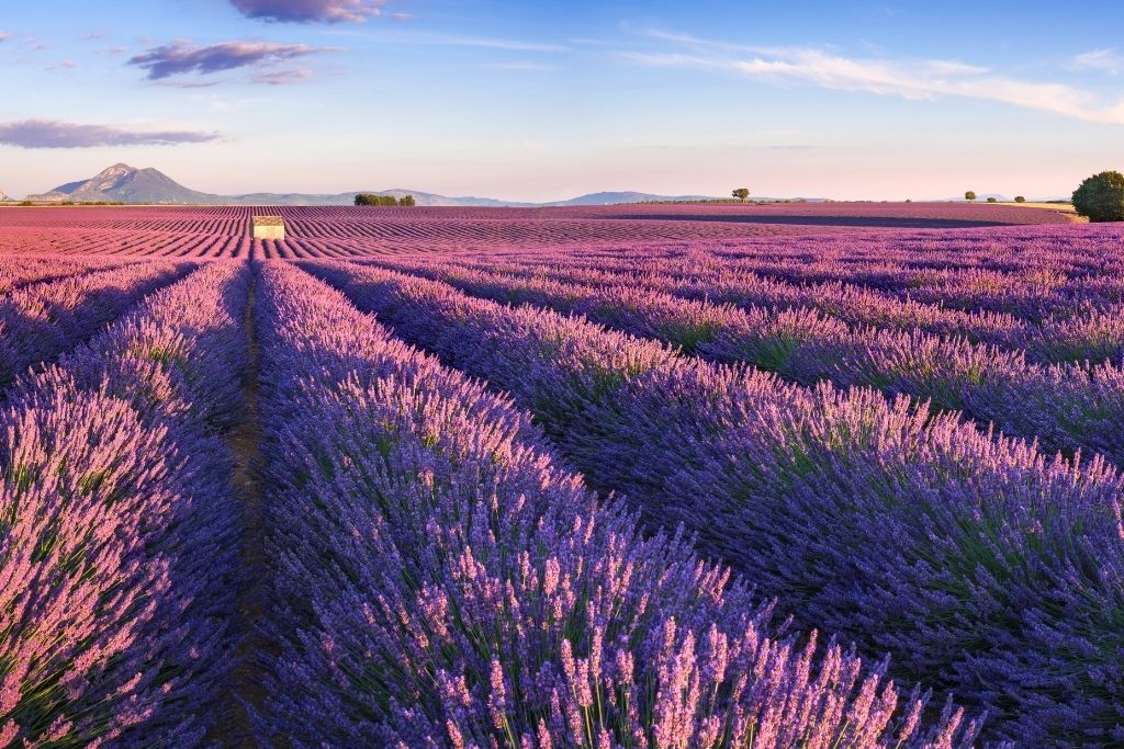 This image captures a serene lavender field in Provence, France, with vibrant purple rows stretching into the horizon. A small rustic hut sits in the middle of the field, framed by distant mountains under a soft blue and pink sunset sky.