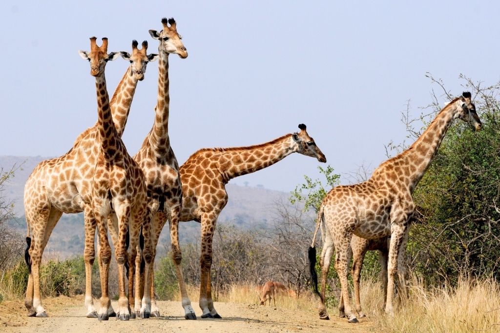 This image shows a group of giraffes standing together on a dirt path in a savanna landscape in Africa. Their tall necks and distinctive spotted patterns contrast beautifully with the dry grass and sparse vegetation of their habitat.