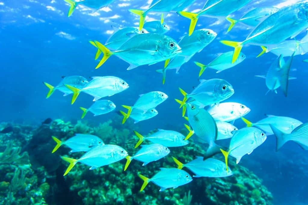 A vibrant school of blue fish with yellow tails swims through the clear Caribbean waters off the coast of Jamaica, with coral reefs visible below.