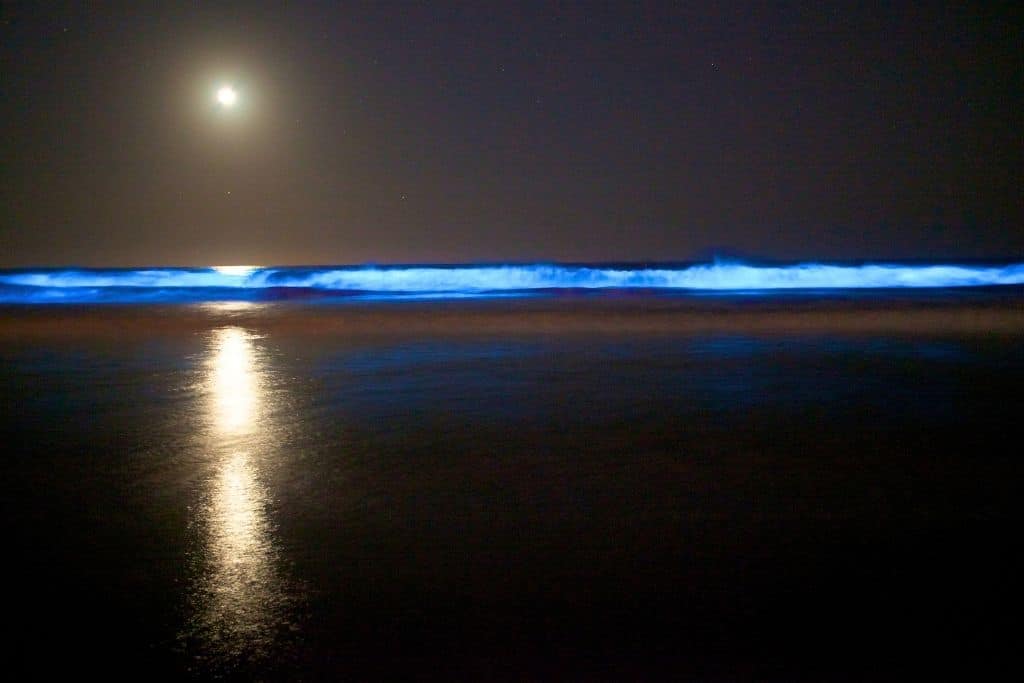 Bioluminescent waves glow electric blue under a full moon at night in Jamaica, with moonlight reflecting off the calm ocean surface.