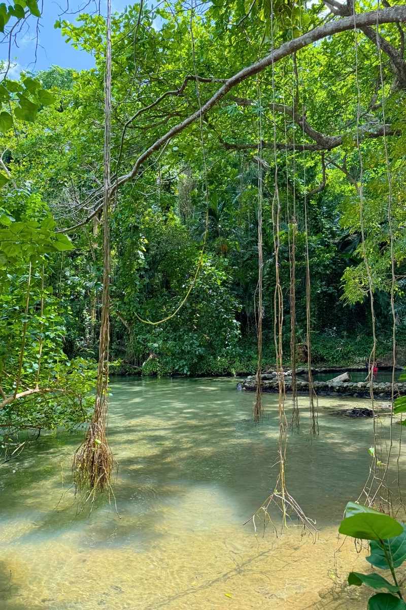 A shallow, clear river flows gently beneath hanging vines and thick green jungle canopy in Jamaica, with filtered sunlight casting dappled reflections on the water.