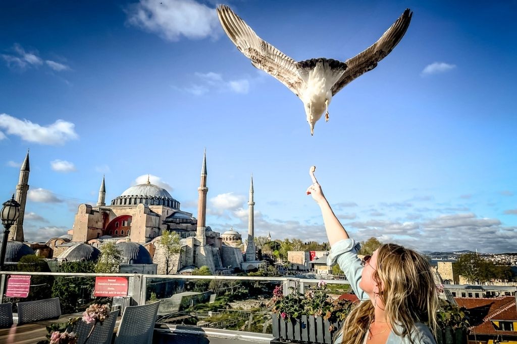 Kate reaches up to feed a seagull mid-flight on a rooftop restaurant in Istanbul, with the iconic Hagia Sophia and its minarets in the background under a bright blue sky.
