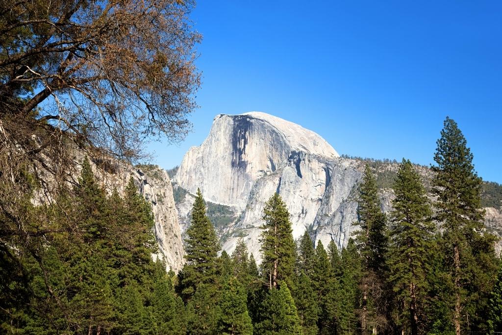 Half Dome rises above a dense forest of pine trees, framed by a clear blue sky and surrounding granite cliffs in Yosemite National Park.
