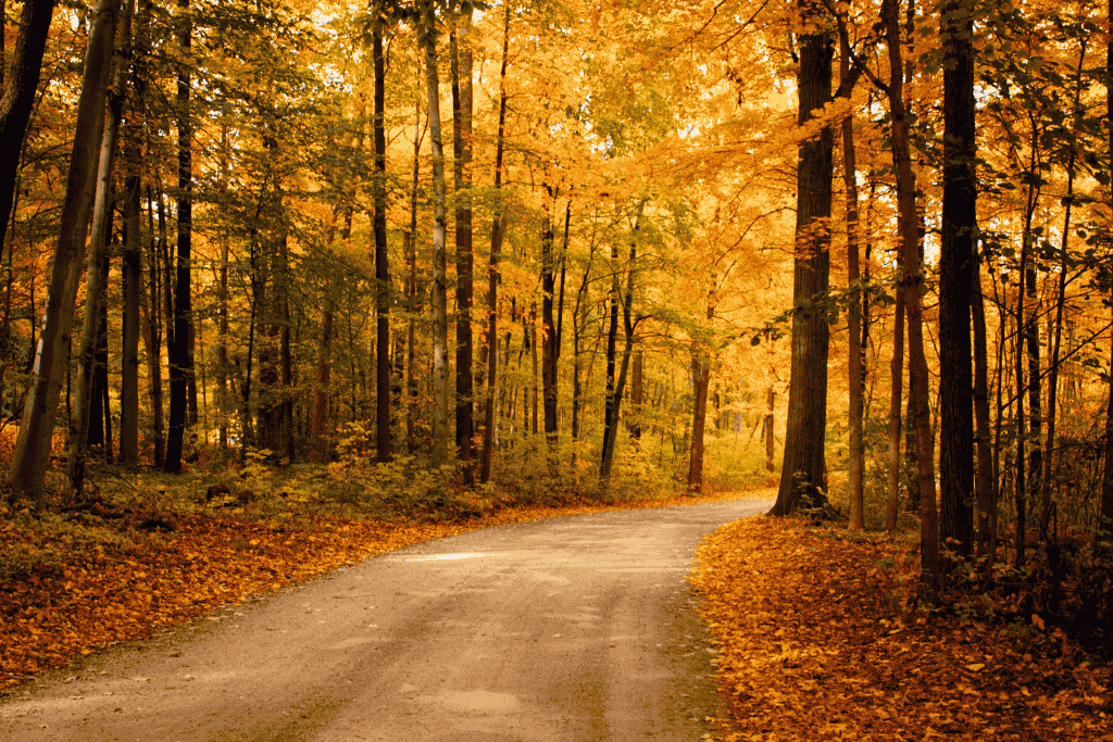 A winding dirt road curves through a dense New England forest glowing with golden autumn leaves.