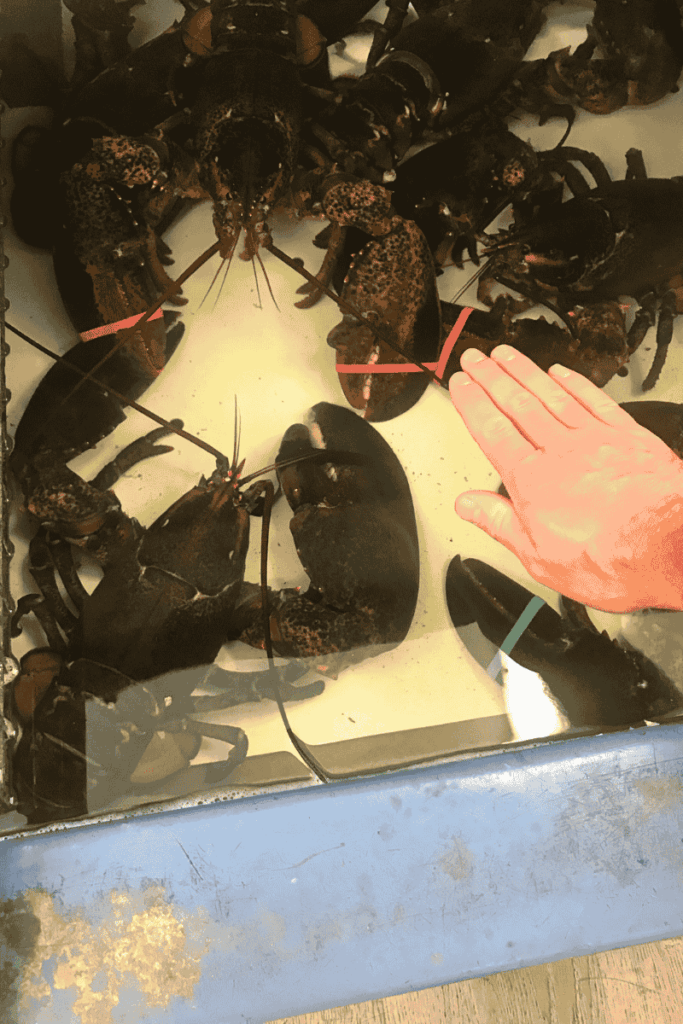 A giant live lobster in a water tank dwarfs a human hand for scale, its massive claws secured with red and green bands.