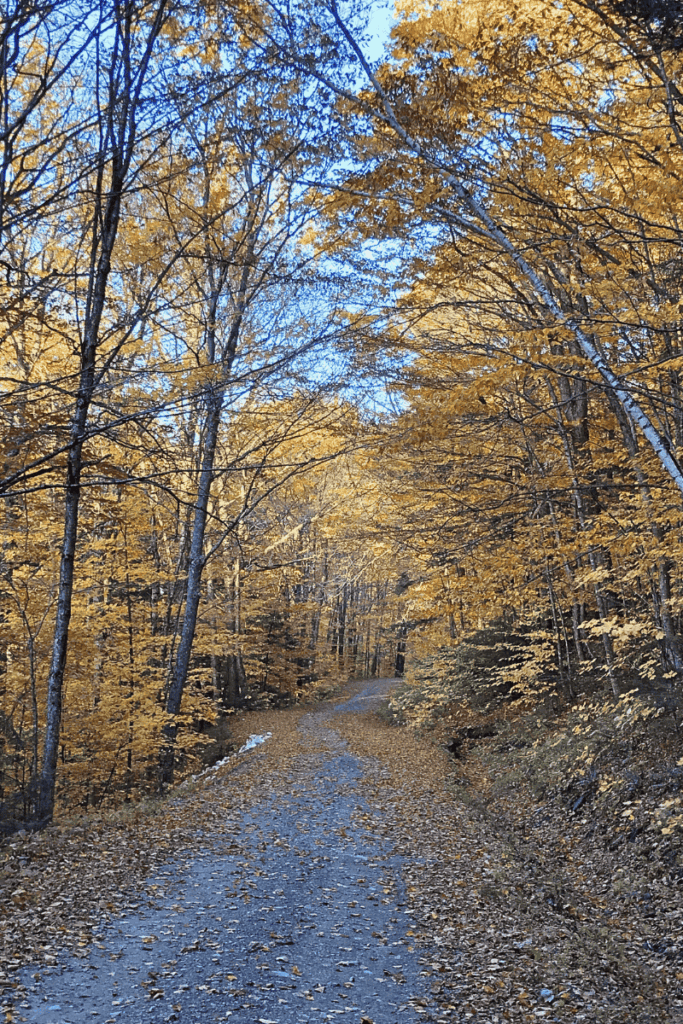A quiet dirt path winds through a golden forest in Vermont, with fallen leaves blanketing the trail under a bright blue sky.
