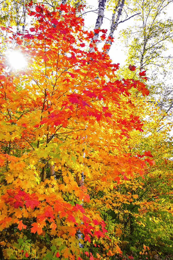 A vibrant maple tree glows with fiery red, orange, and yellow leaves as sunlight filters through its branches on a crisp Vermont autumn day.