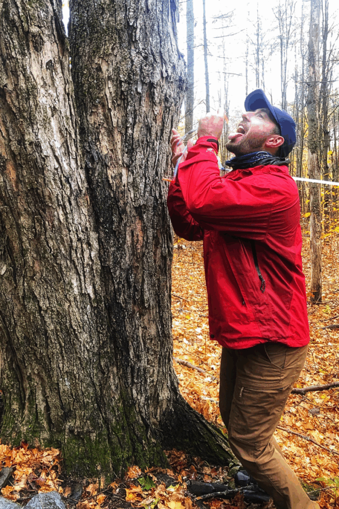 Kate’s husband stands in the woods sipping sap directly from a tapped maple tree at Sugarbush Farm.