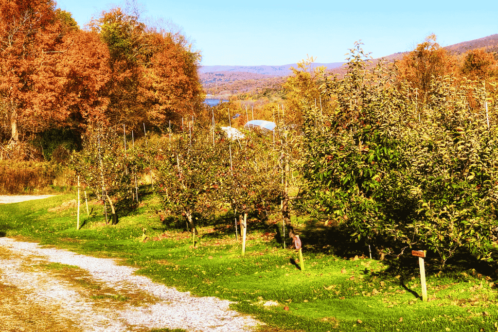 Rows of apple trees stretch along a gravel path in a Vermont orchard surrounded by autumn foliage and distant mountains.