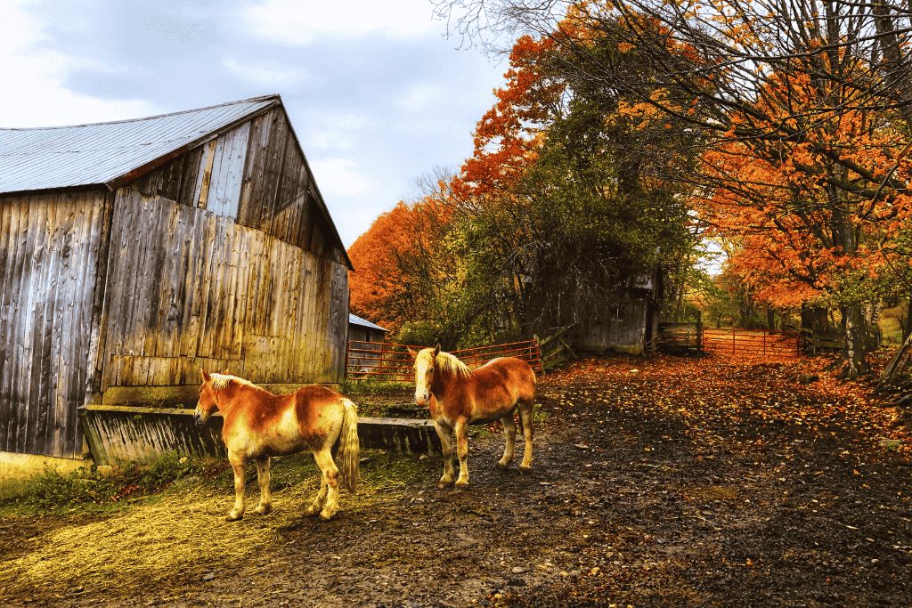 Two horses stand beside a weathered barn with a backdrop of golden fall trees at Sugarbush Farm.