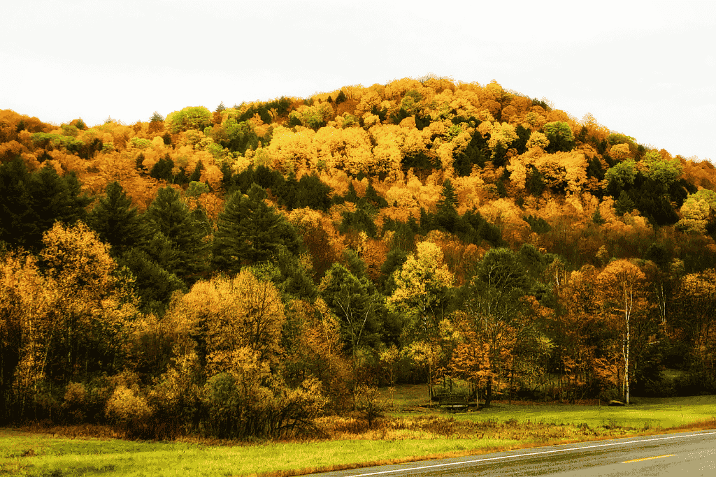 A Vermont hillside glows with golden fall leaves above a quiet road and grassy field.