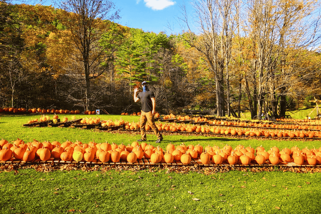 Kate’s husband waves while walking through rows of bright orange pumpkins laid out on a grassy field surrounded by fall trees.