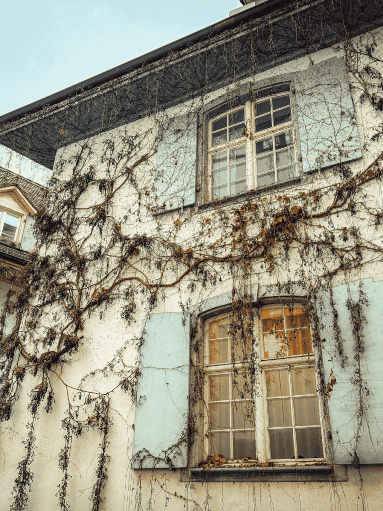 Dried vines cover the façade of a pale building with light blue shutters in Basel.