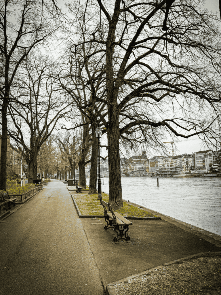 Leafless trees line a quiet riverside path with benches along the Rhine in Basel.