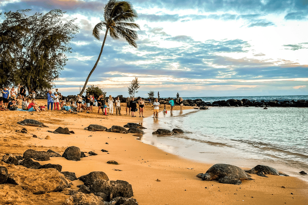 Crowd gathers on a golden beach at sunset to observe sea turtles resting near the shoreline, with gentle waves and swaying palm trees framing the serene coastal scene.