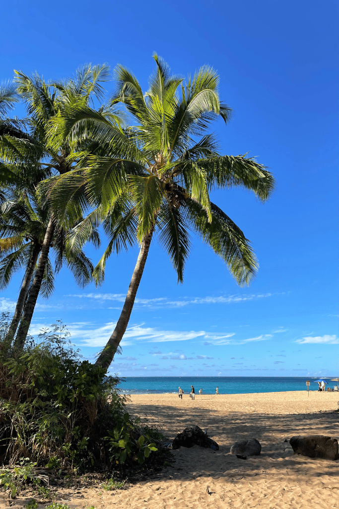 A cluster of tall palm trees leans over the golden sand at Tunnels Beach, with a few people walking along the shoreline and the clear blue sky above.