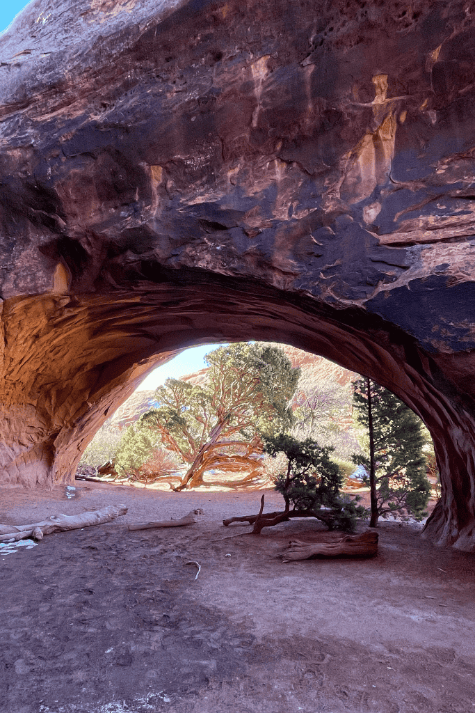 A view from beneath a massive sandstone arch in Arches National Park frames twisted desert trees bathed in sunlight.