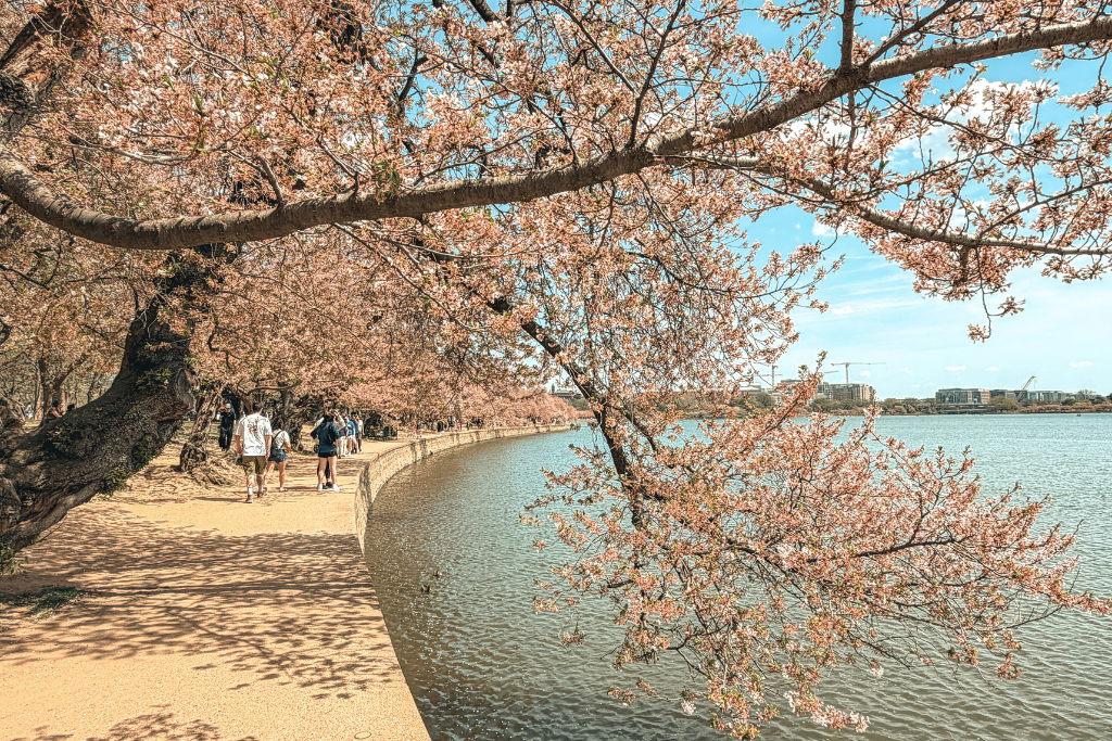 People walk along a path lined with blooming cherry blossom trees beside the water of Tidal Basin in DC.