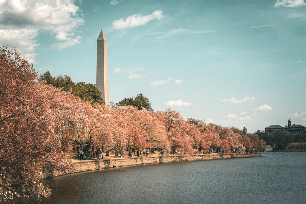 Cherry blossom trees line the Tidal Basin in Washington DC with people walking along the path and the Washington Monument rising in the background on a clear spring day during a visit to the city.