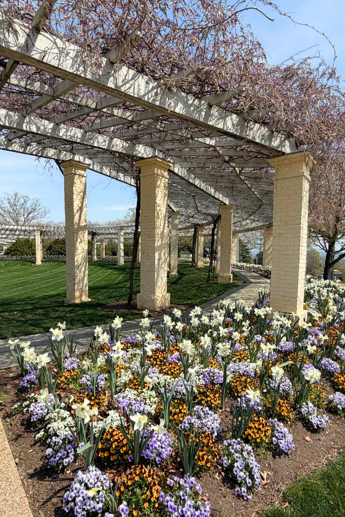 Curved garden walkway beneath a white pergola covered in purple flowering vines with rows of blooming daffodils and colorful flowers planted along the path on a sunny day in Arlington National Cemetery.