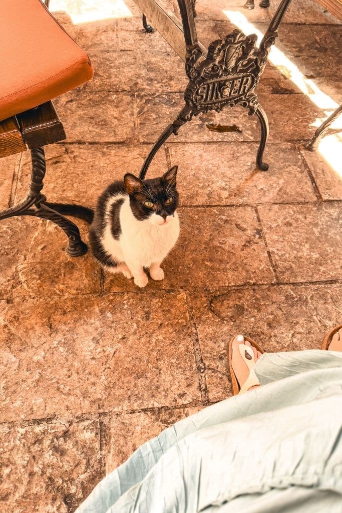 One of Kotor’s adorable stray cats patiently waits beside an outdoor cafe table in Montenegro’s charming Old Town.