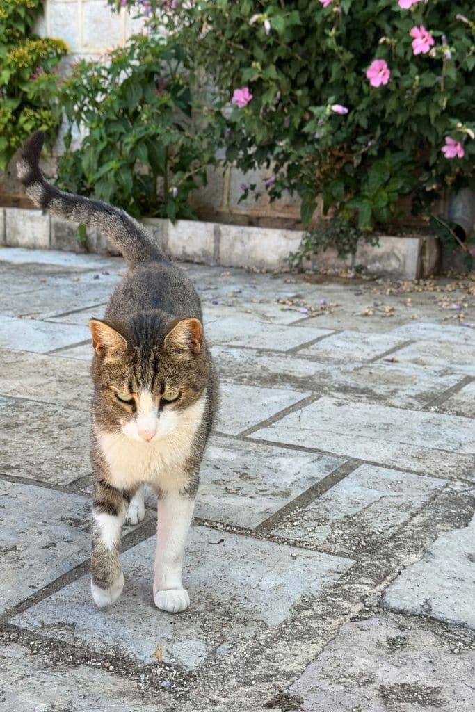 One of Kotor’s famous friendly stray cats wanders through the charming stone streets of Montenegro’s Old Town surrounded by flowers and Mediterranean charm.