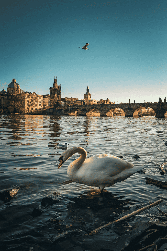 A peaceful winter view of Prague’s Charles Bridge from the Vltava River, with a graceful swan in the foreground and the Old Town skyline glowing in the afternoon light.